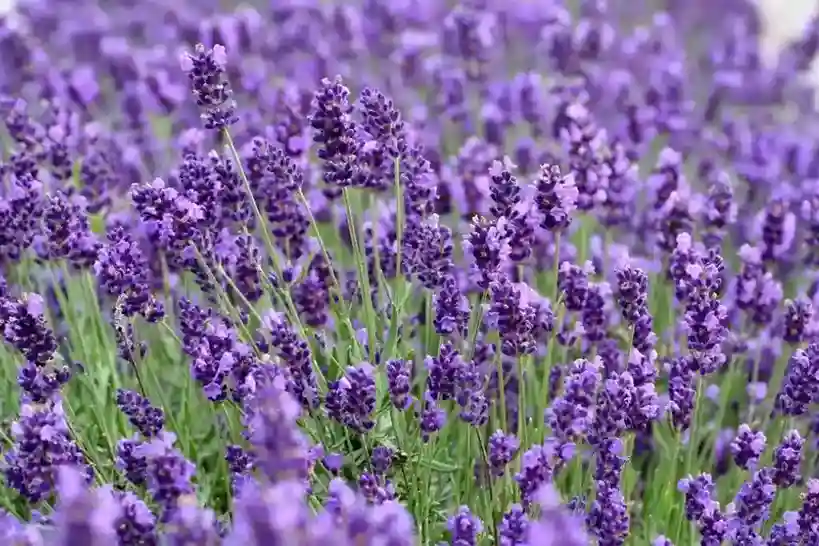 Lavender Care