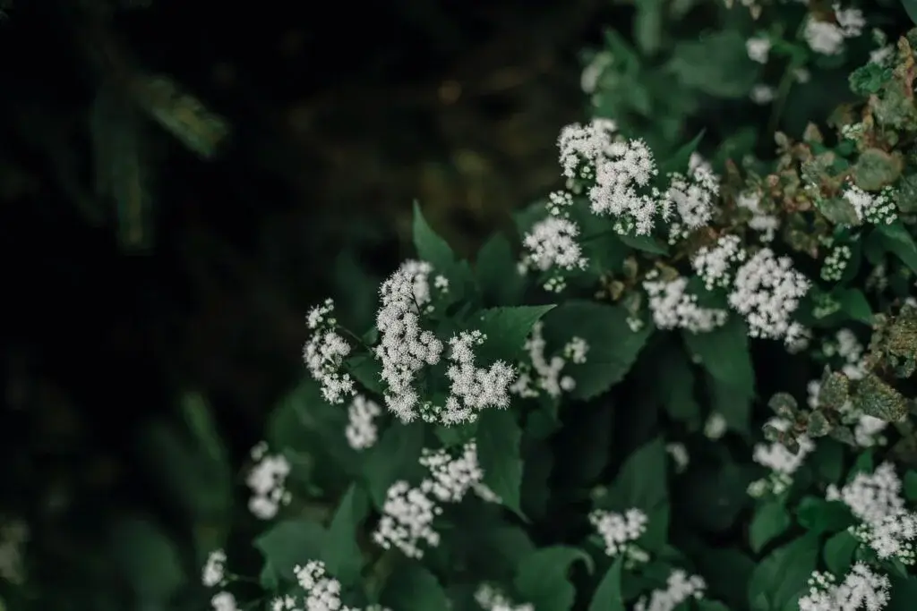 Summer-Snowflake-Viburnum