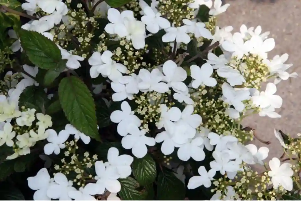 Summer Snowflake Viburnum