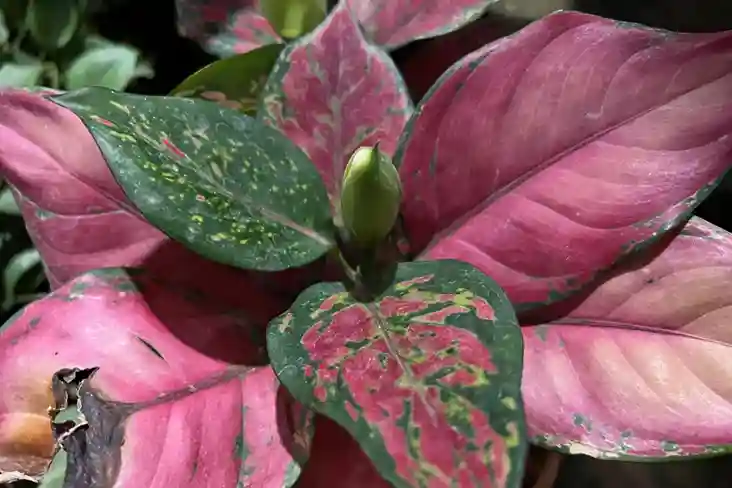 Chinese evergreen